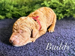 Goldendoodle dogs Goldendoodle Puppy 3 - Ad 33