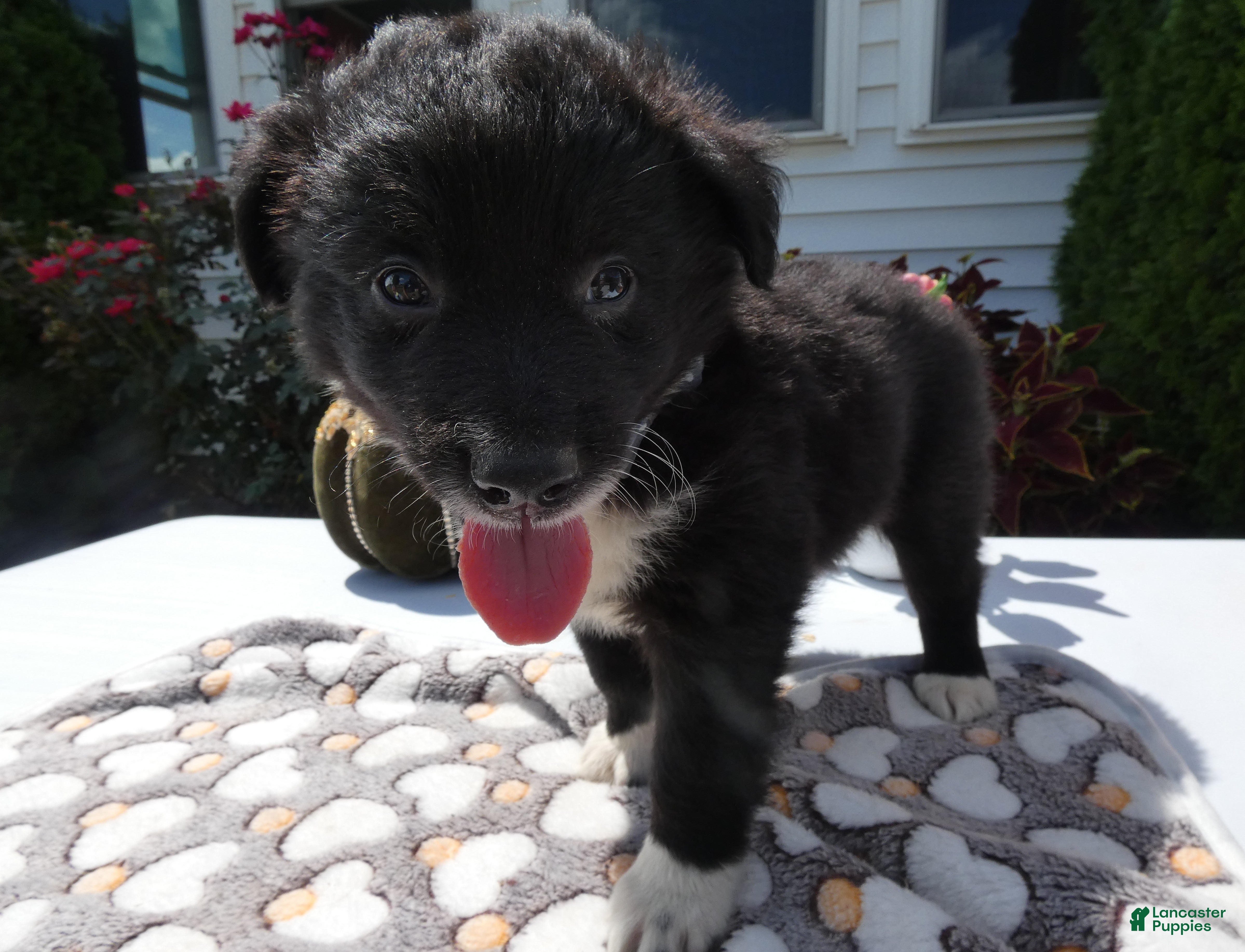 Mixed Breed dogs Mixed Breed 3 Scout - Ad 21