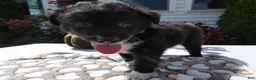 Mixed Breed dogs for sale: Mixed Breed 3 Scout - Ad 1