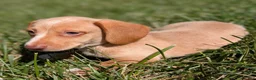 Miniature Dachshund dogs for sale: Biscotti - Ad 6