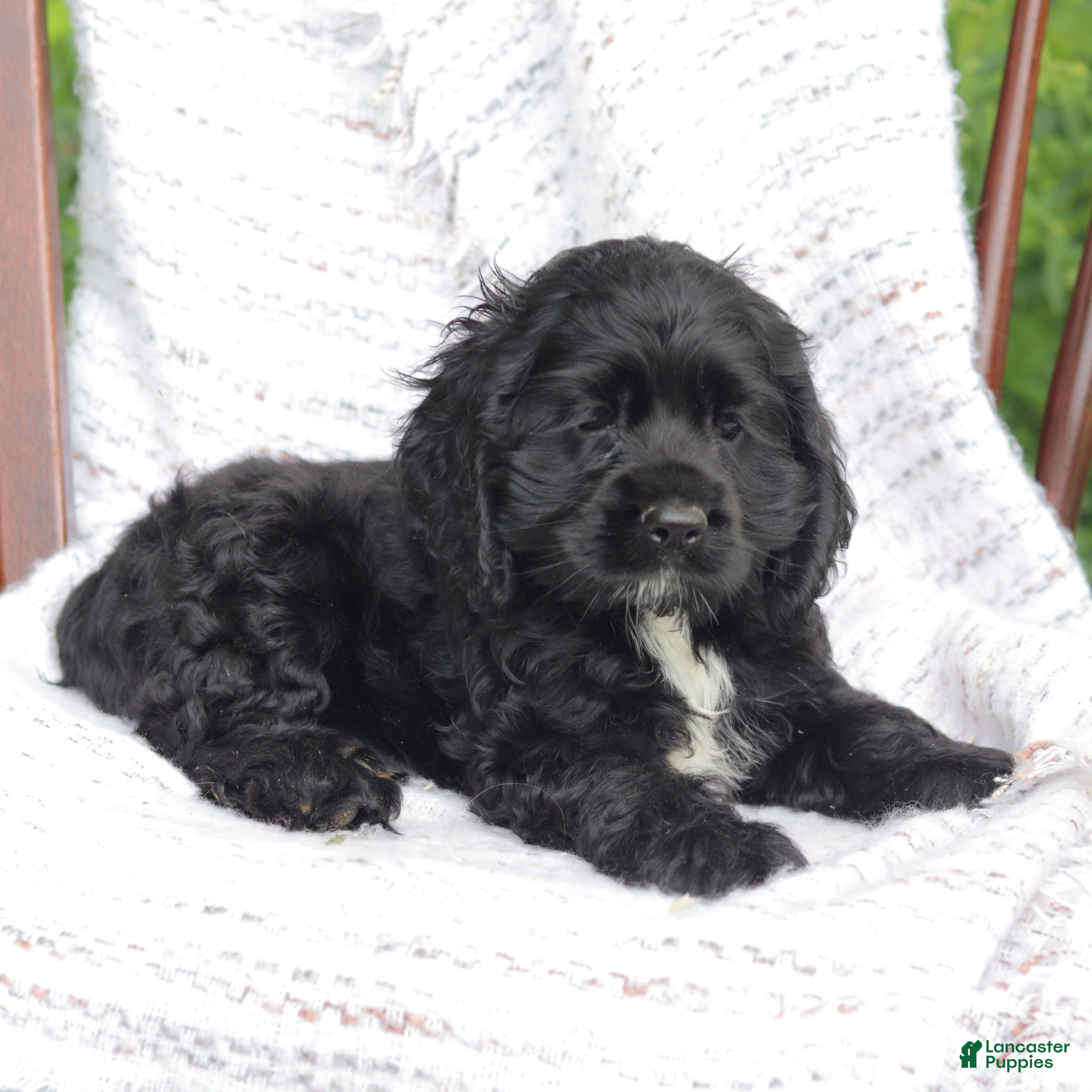 Cocker Spaniel dogs Cookie - Ad 2