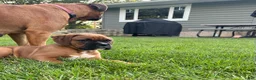 Boxer dogs for sale: Boxer 1 - Ad 7