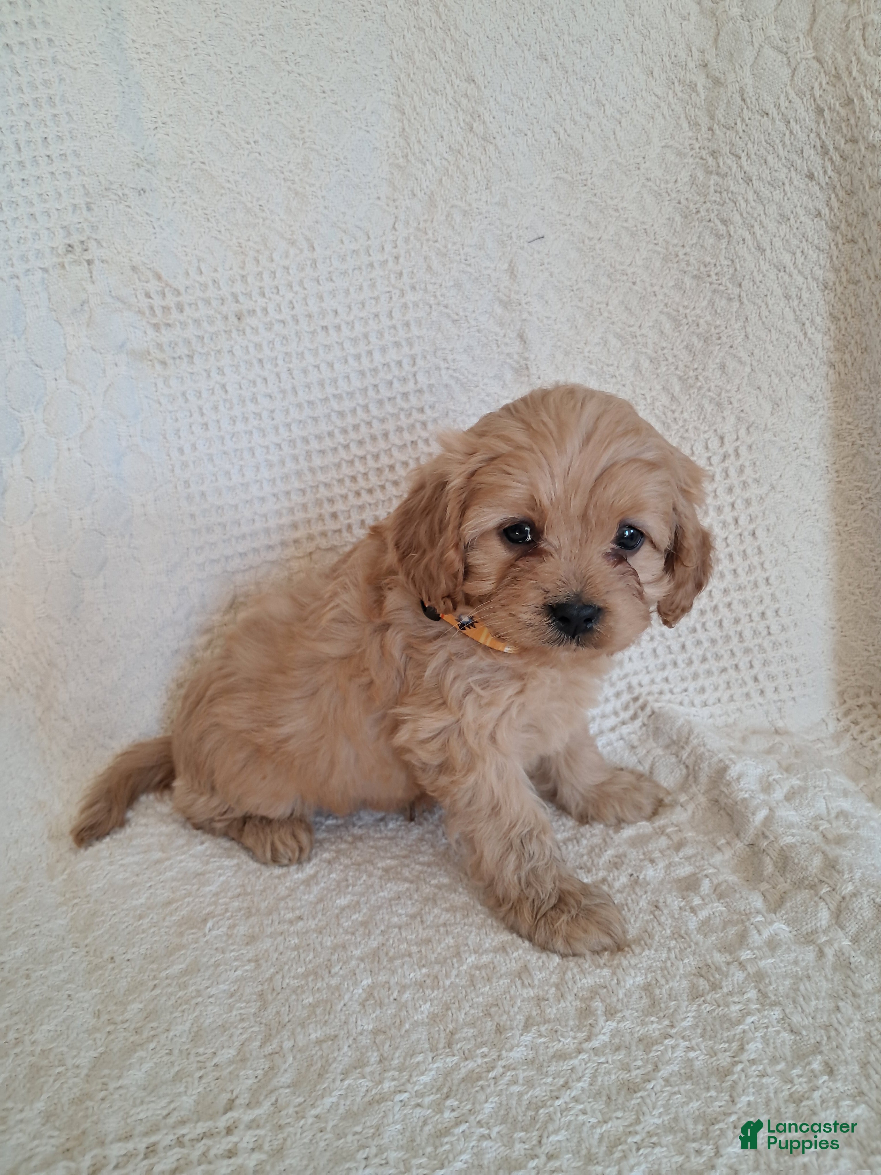 Cavapoo dogs Spotty  - Ad 2