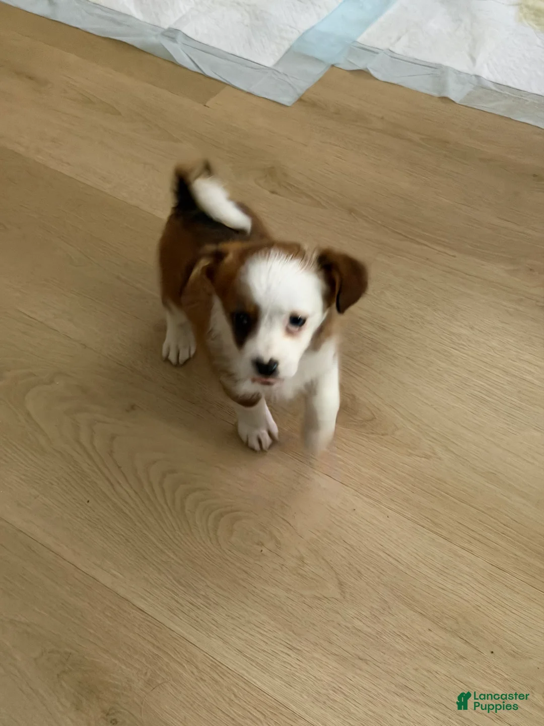 Mixed Breed dogs for sale: Mixed Breed lilly - Ad 2