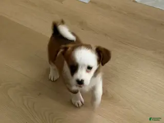 Mixed Breed dogs Mixed Breed lilly - Ad 8