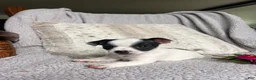 Chihuahua dogs for sale: Lilly - Ad 3