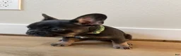 French Bulldog dogs for sale: French Bulldog 3 - Ad 2