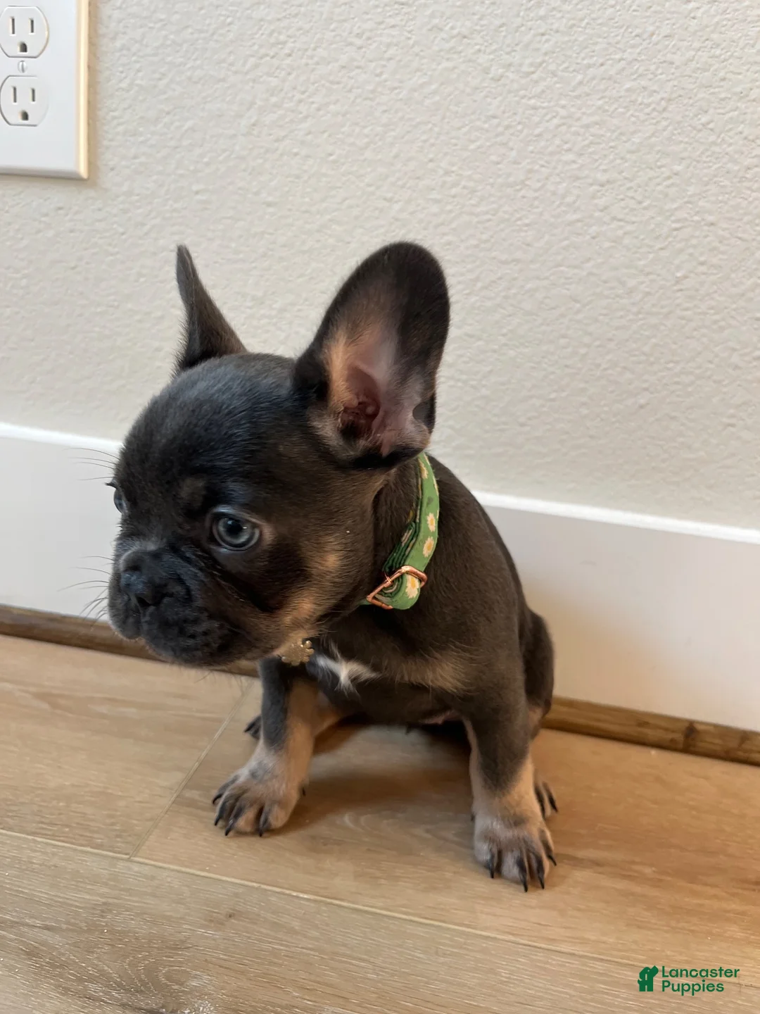 French Bulldog dogs for sale: French Bulldog 3 - Ad 2