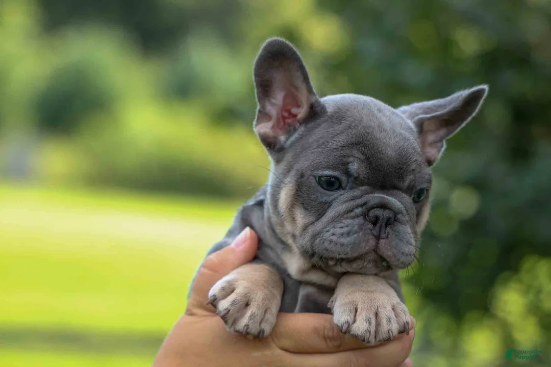 French Bulldog dogs for sale: 🐾 Mateo - Ad 2