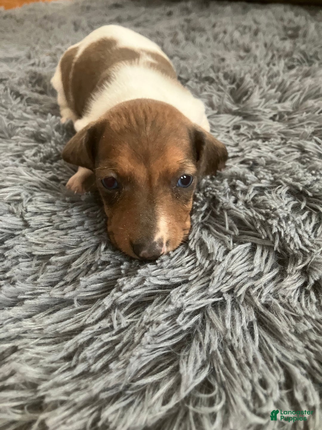 Miniature Dachshund dogs for sale: Akc Rachelle - Ad 1