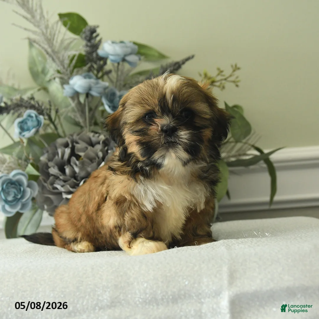 Shih Tzu dogs for sale: Hector - Ad 1
