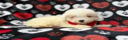 Bichpoo dogs for sale: Hex - Ad 7