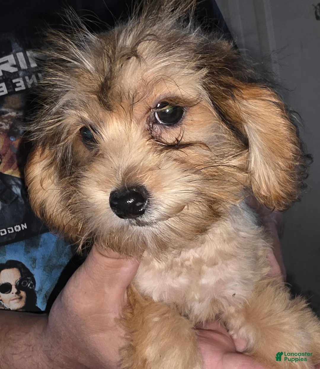 Mixed Breed dogs for sale: Mixed Breed 1 - Ad 1