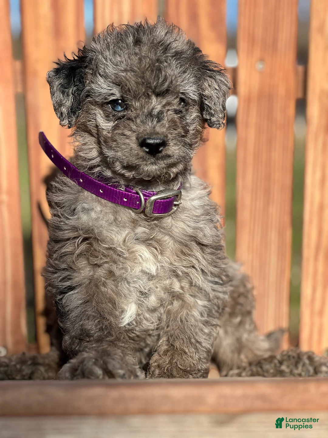 Mini Goldendoodle dogs for sale: Misty - Ad 2