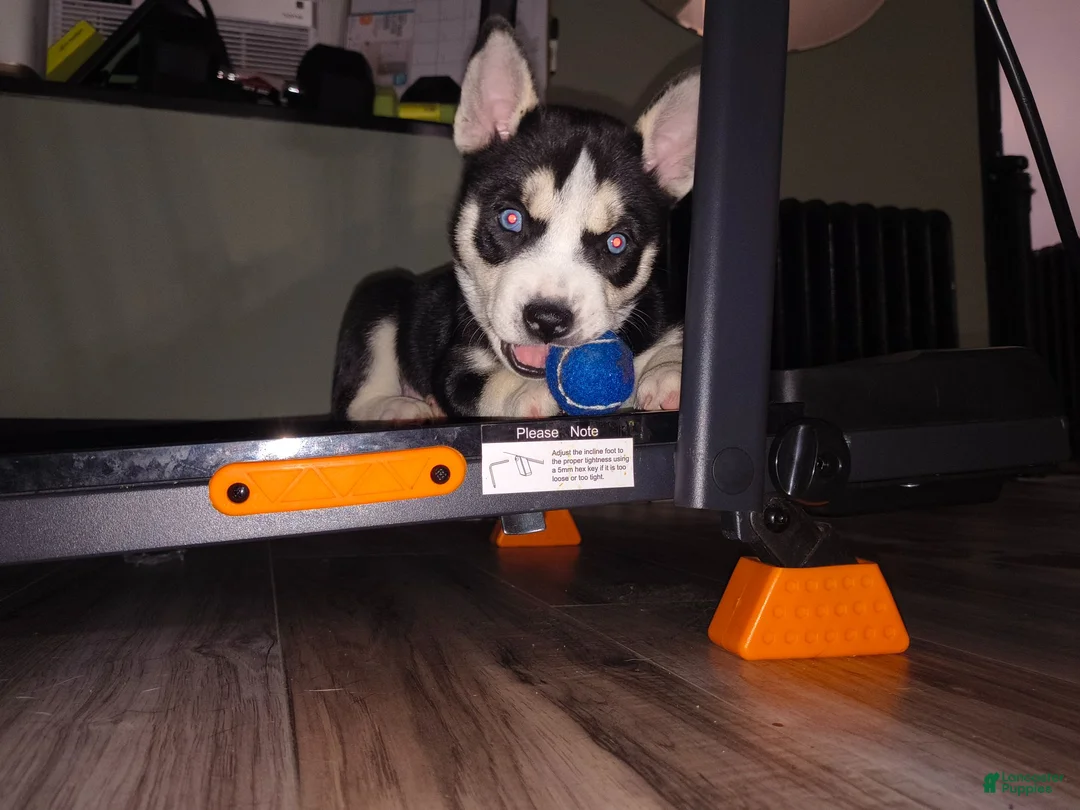 Mixed Breed dogs for sale: Mixed Breed 2 - Ad 1