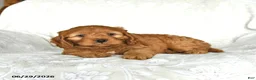 Cockapoo dogs for sale: Honey - Ad 4