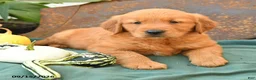 Golden Retriever dogs for sale: Arlo - Ad 3