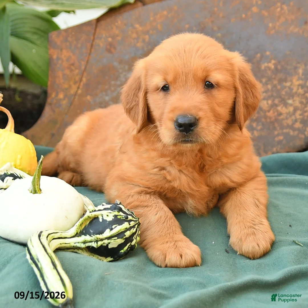 Golden Retriever dogs for sale: Arlo - Ad 3
