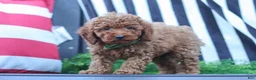 Miniature Poodle dogs for sale: Adam - Ad 6
