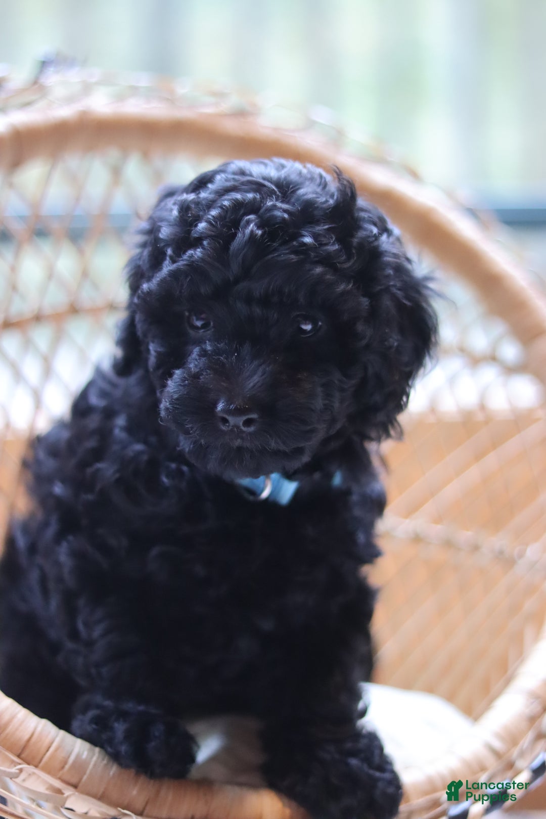 Miniature Poodle dogs for sale: Axel - Ad 10