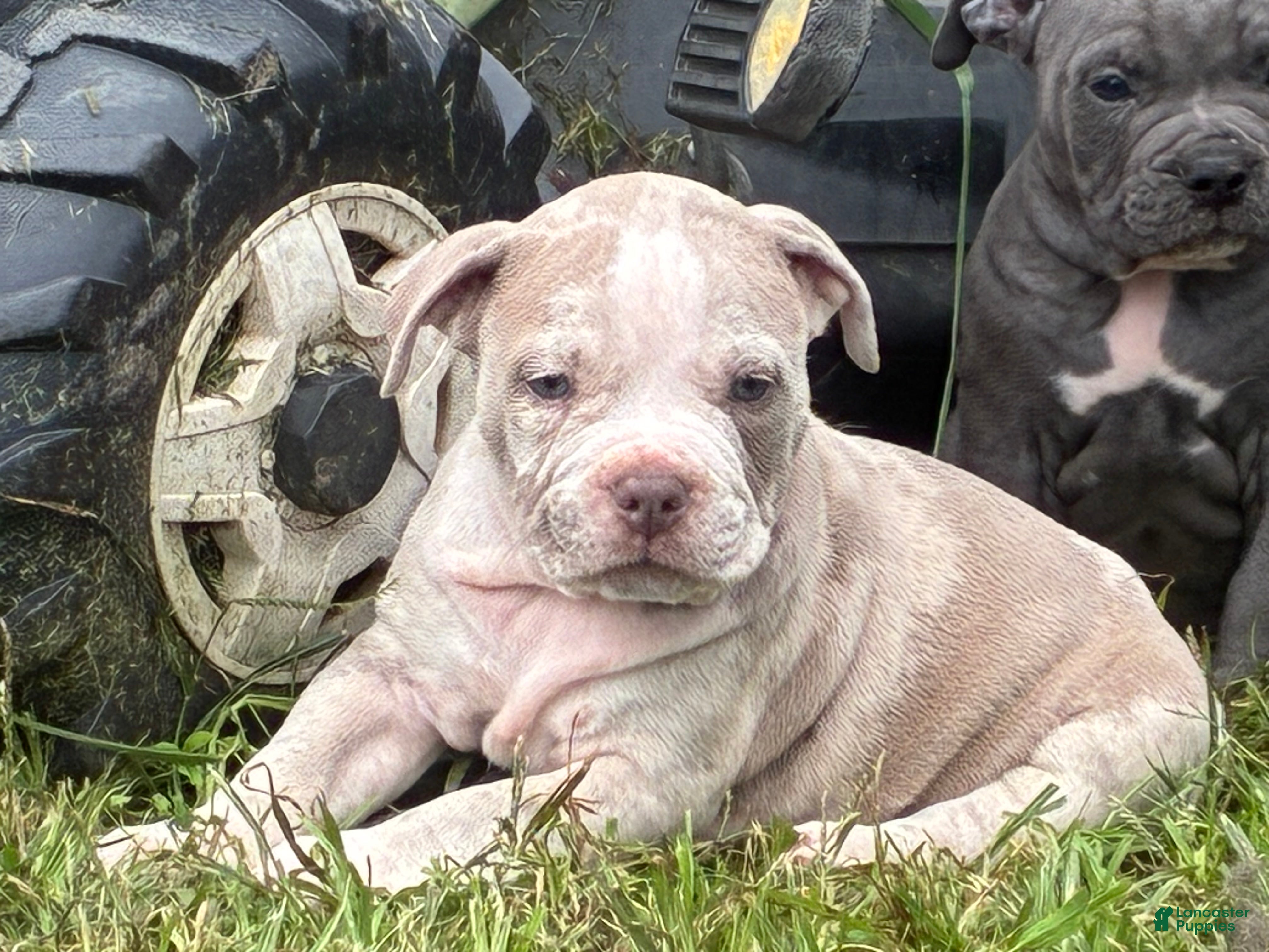 Olde English Bulldogge dogs Olde English Bulldogge 7 - Ad 1
