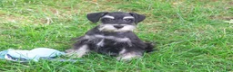 Miniature Schnauzer dogs for sale: Jonah - Ad 1