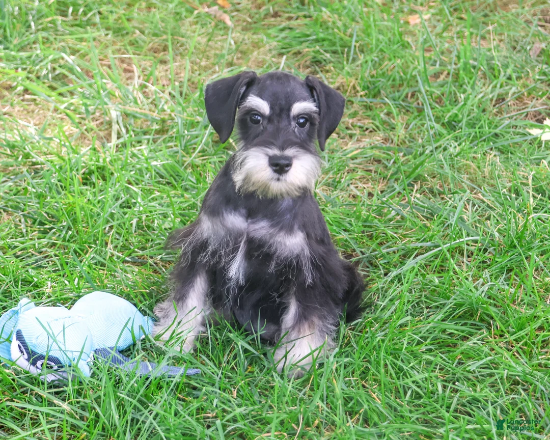 Miniature Schnauzer dogs for sale: Jonah - Ad 1