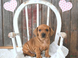 Miniature Dachshund dogs Beau - Ad 26