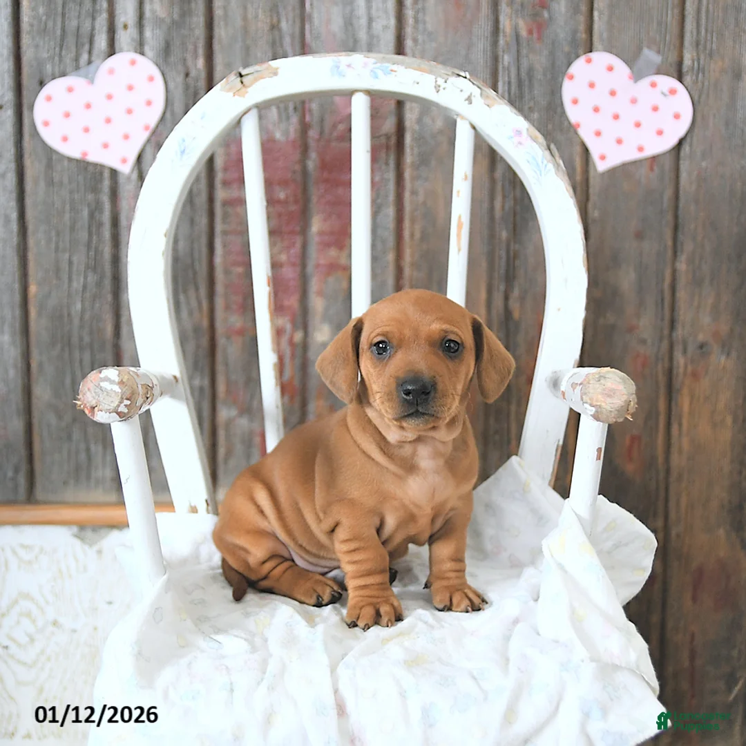 Miniature Dachshund dogs for sale: Beau - Ad 11