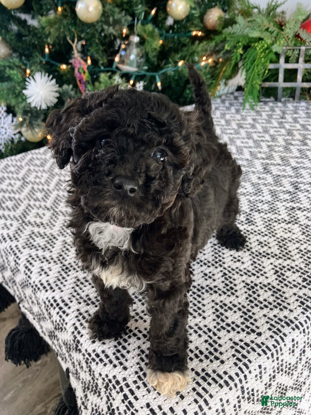 Mini Aussiedoodle dogs for sale: Ace - Ad 2