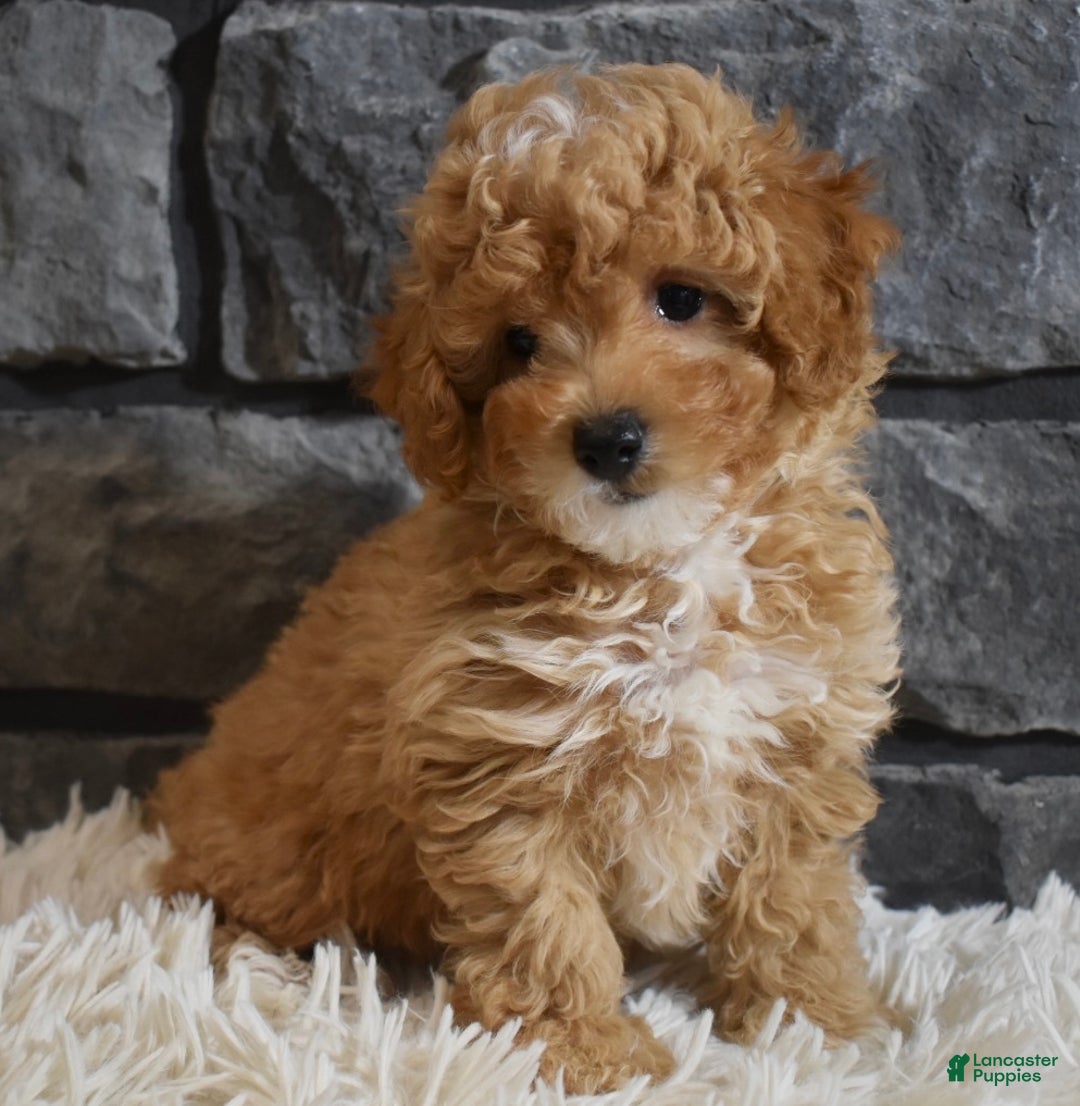 Toy Poodle dogs for sale: Murphy  - Ad 6