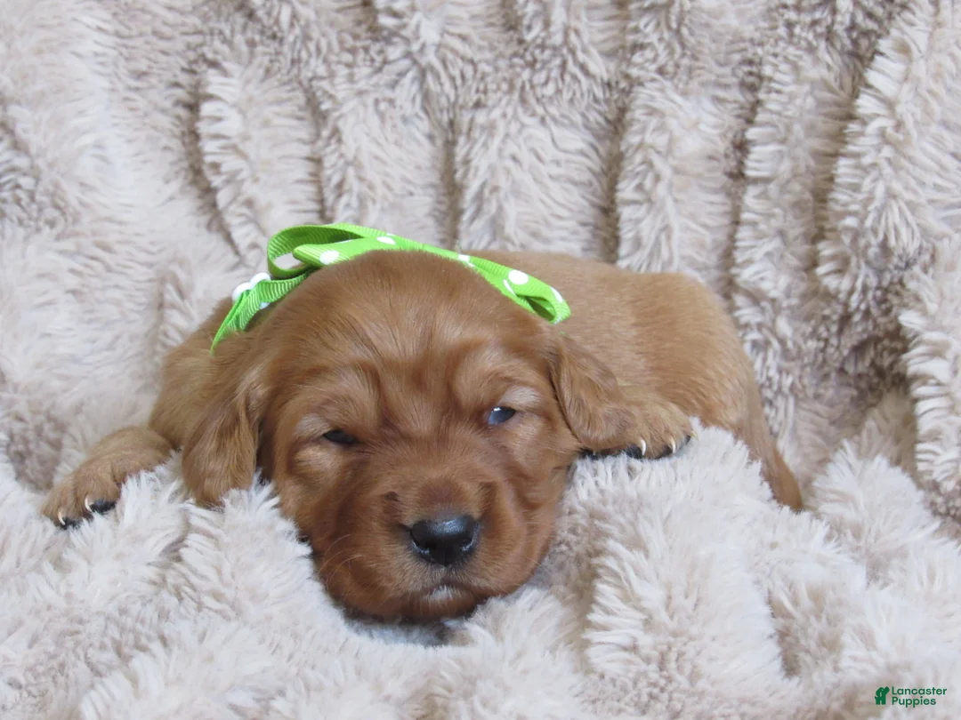 Golden Retriever dogs for sale: HENRY  - Ad 3