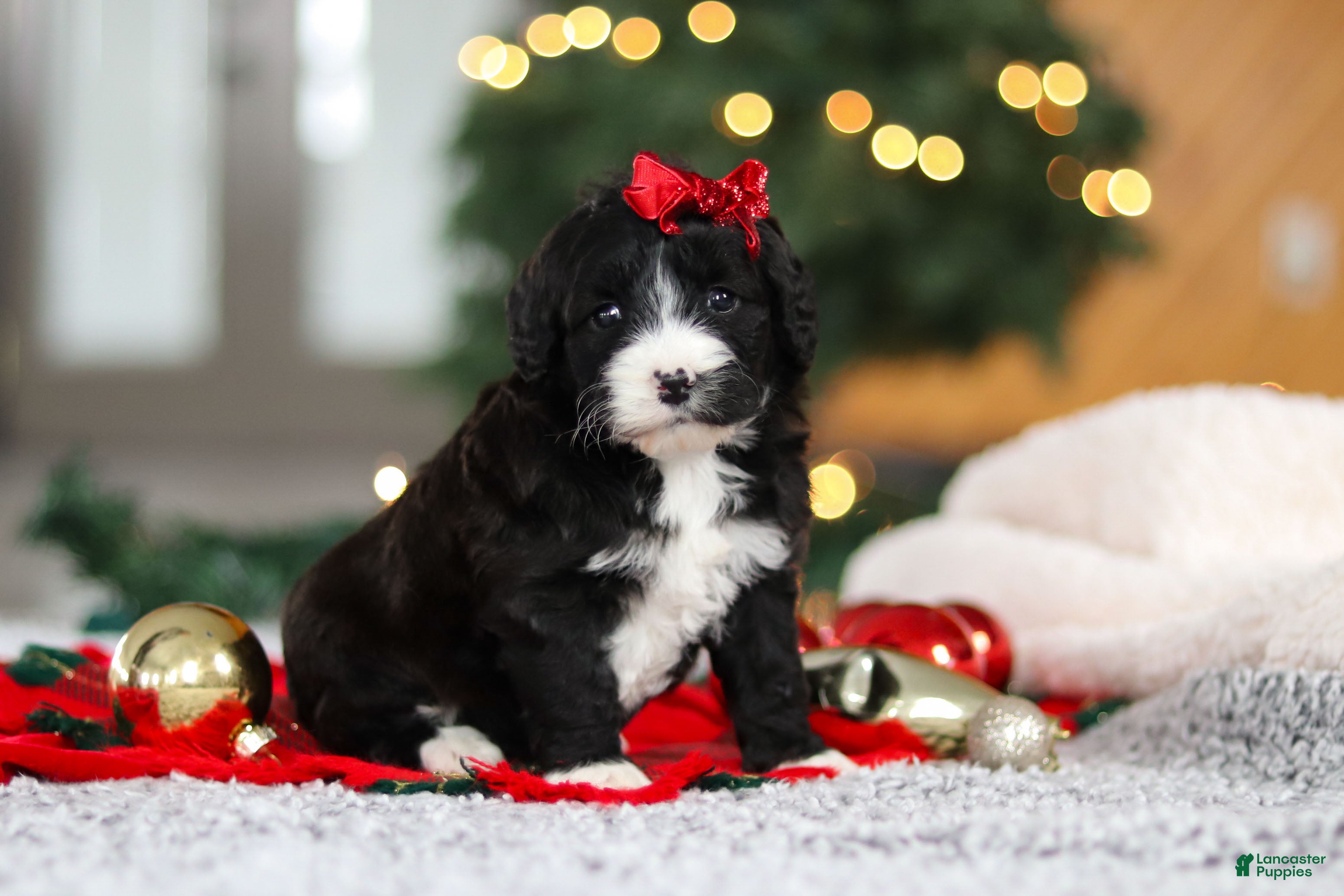 Mini Goldendoodle dogs Autumn  - Ad 41