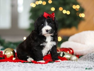 Mini Goldendoodle dogs Autumn - Ad 24