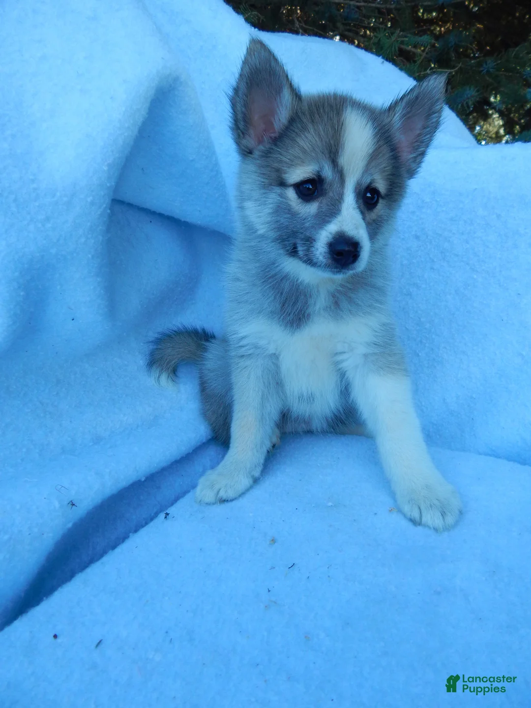 Pomsky dogs for sale: Macy - Ad 7