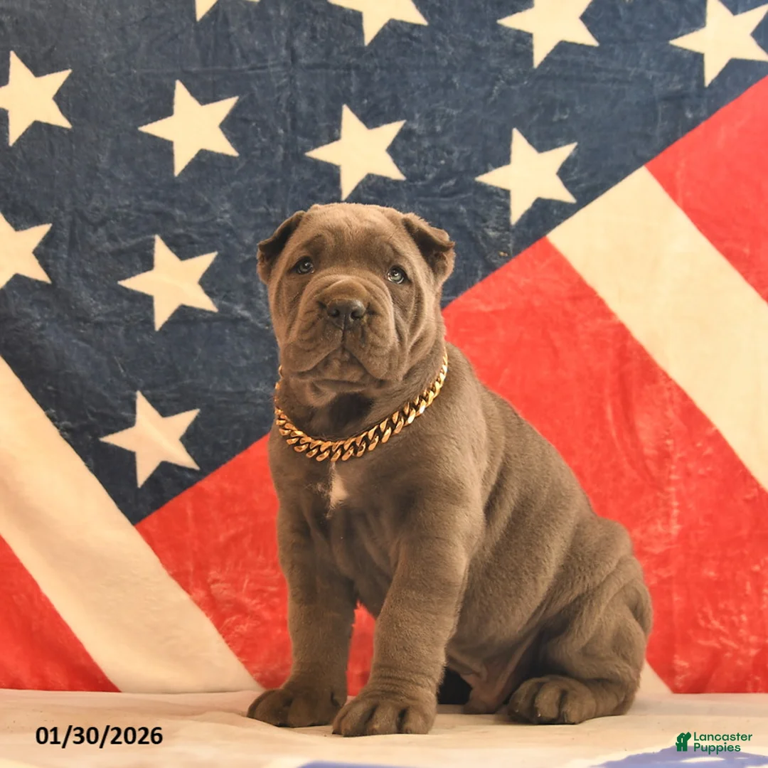 Cane Corso dogs for sale: Irwin  - Ad 4