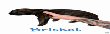 Brisket
