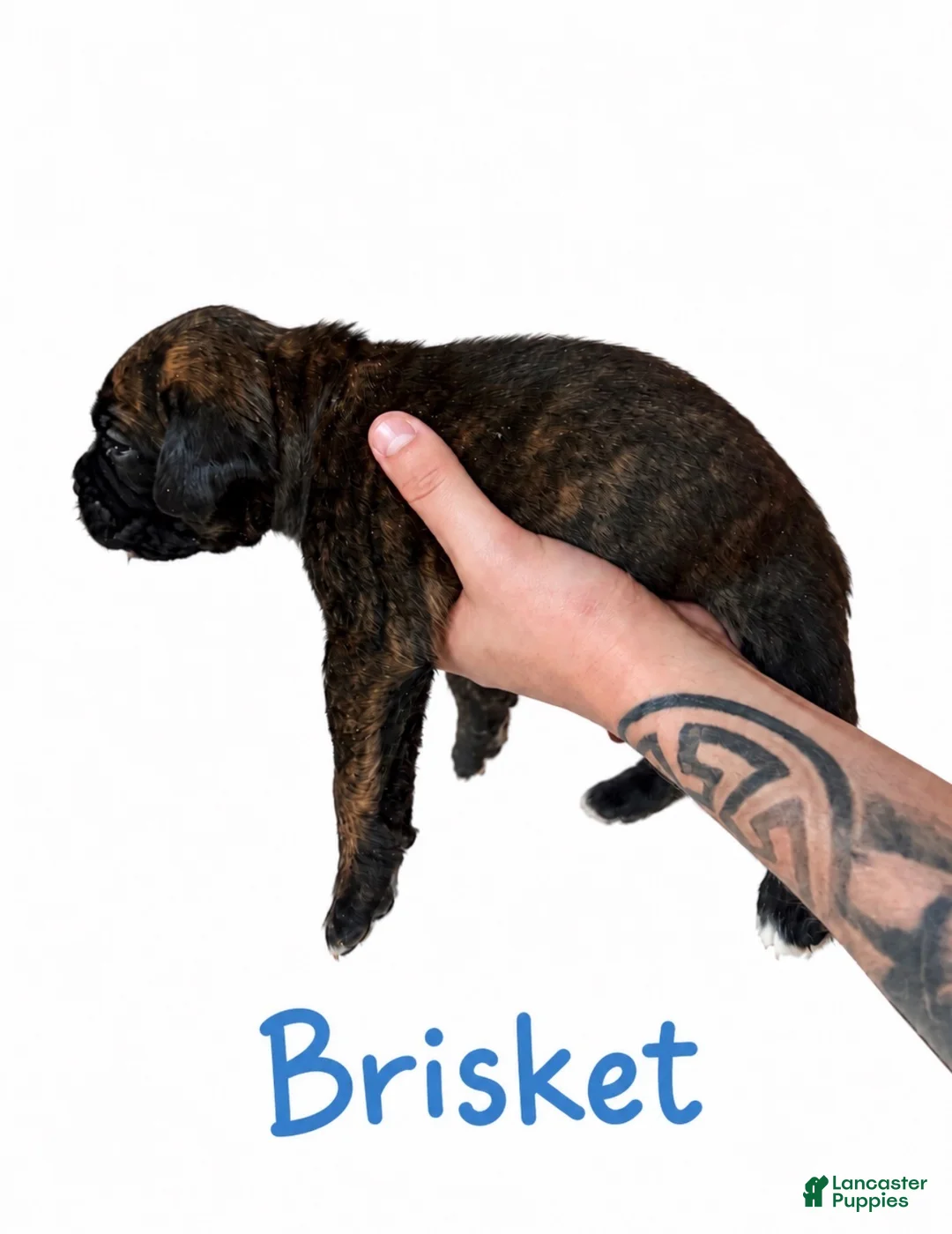 Boxer dogs for sale: Brisket - Ad 1