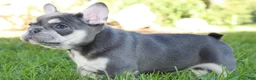 French Bulldog dogs for sale: Blessing - Ad 3