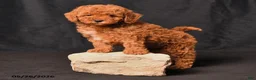 Toy Poodle dogs for sale: Bandit - Ad 3