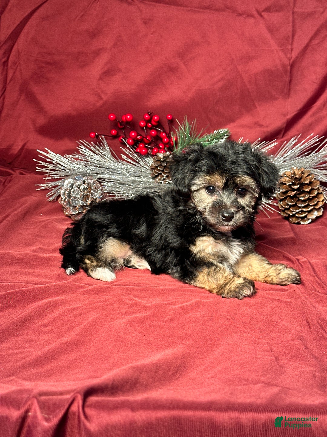 Yochon dogs for sale: Mandy - Ad 3