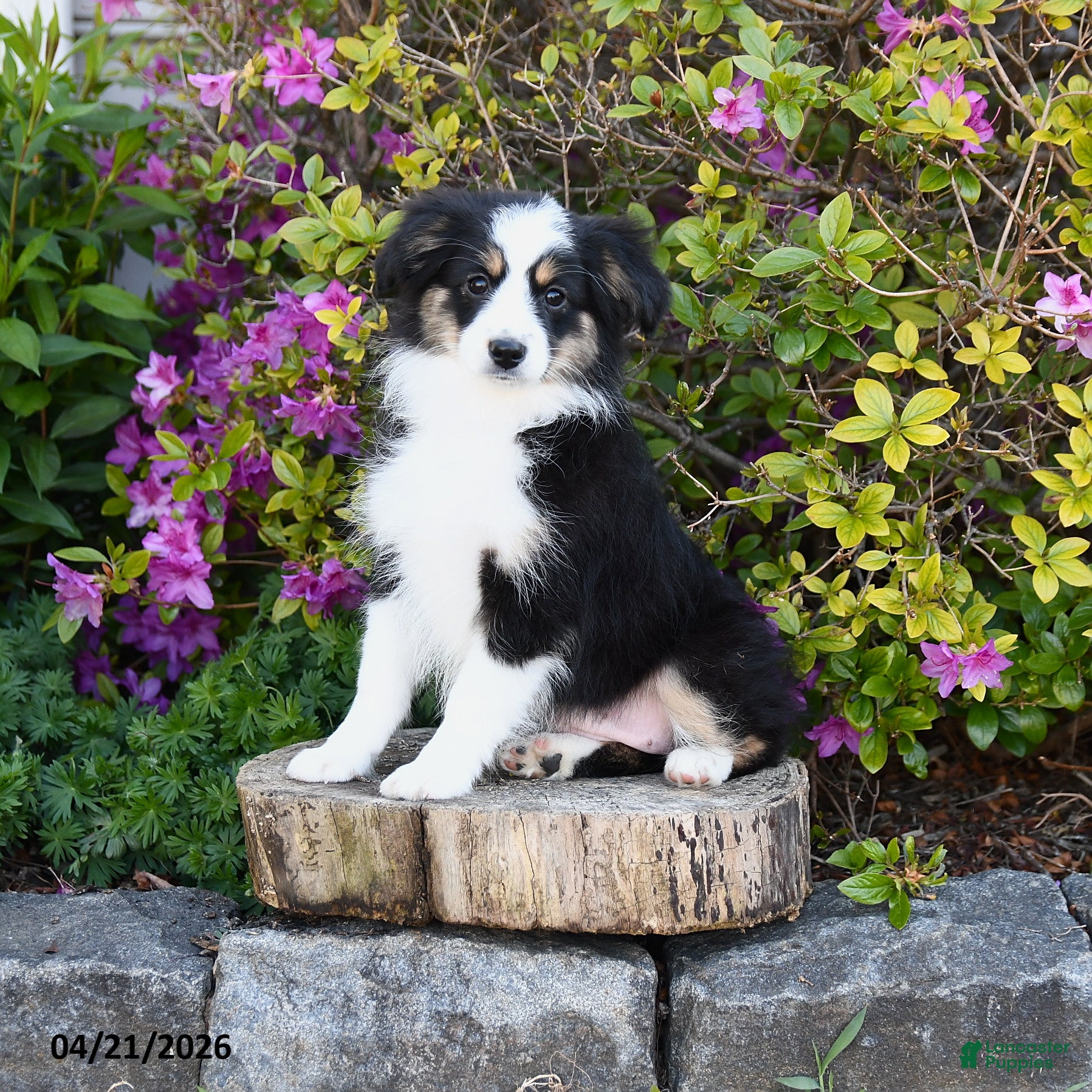 Miniature Australian Shepherd dogs Song - Ad 1