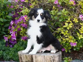 Miniature Australian Shepherd dogs for sale: Song - Ad 3