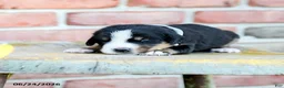 Greater Swiss Mountain Dog dogs for sale: Johanna - Ad 3