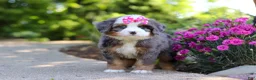 Mini Bernedoodle dogs for sale: Sunny - Ad 6
