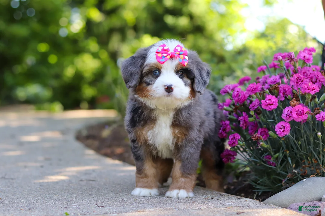 Mini Bernedoodle dogs for sale: Sunny - Ad 6