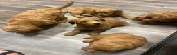 Mini Goldendoodle dogs for sale: Jip - Ad 3