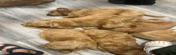Mini Goldendoodle dogs for sale: Ranger - Ad 4