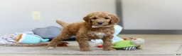 Standard Poodle dogs for sale: Josie AKC - Ad 5
