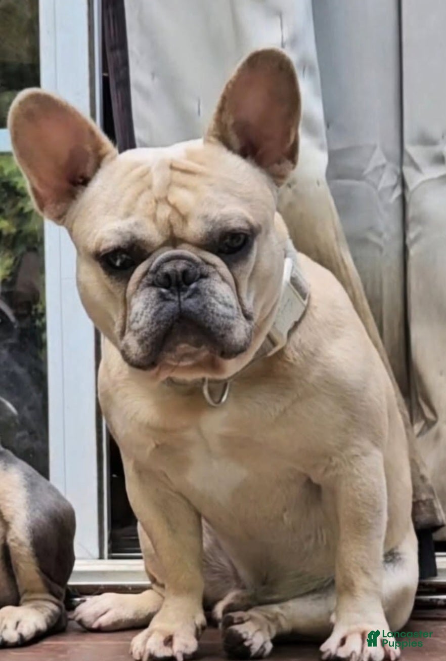 French Bulldog dogs Stud Service Available - Ad 17